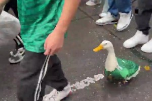 墨西哥鹅出没！一直穿着墨西哥球衣的鹅被带出门了，太疯狂了